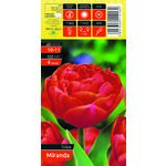 Tulipan Miranda rozmiar 10-11