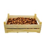 Tulipan Triumph żółty rozmiar 12+