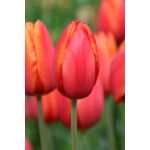 Tulipan Triumph pomarańczowy rozmiar 12+