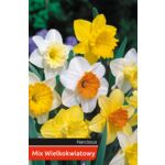 Narcyz Mix Wielkokwiatowy rozmiar 12-14