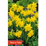 Narcyz Tete-a-Tete rozmiar 12-14