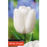 Tulipan White rozmiar 12-14