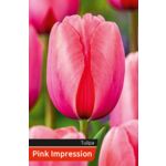 Tulipan Pink rozmiar 12-14