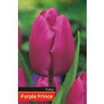 Tulipan Purple rozmiar 12-14