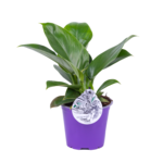 Philodendron mix odmian 35 x 14 cm