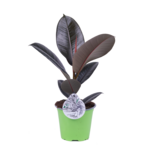 Ficus elastica 45 x 14 cm