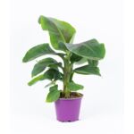 Bananowiec 45 x 14 cm