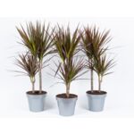 Dracena marginata 2 pnie 85 x 19 cm