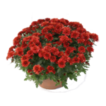 Chryzantema drobnokwiatowa misa 19 cm