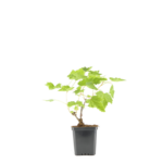 Winorośl niebieska don. 1 l