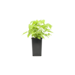 Malina żółta Golden Queen don. 1 l