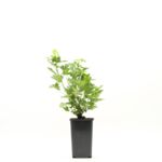 Agrest czerwony Triumf don. 1l