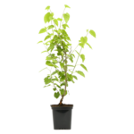 Morwa Alba wys. 30 cm don. 1l