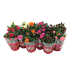 Róża mix kolorów doniczka 12 cm