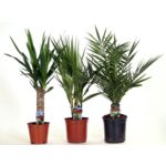 Palms mix wys. 60 cm don. 15 cm