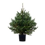 Jodła Frasera kopana min. 140 cm