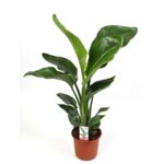 Strelitzia wys. 65 cm don. 17 cm
