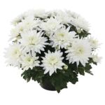 Chryzantema średniokwiatowa 12 cm