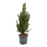 Picea Glauca December wys. 50 cm don. 13 cm