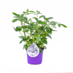 Schefflera arboricola 25 x 12 cm