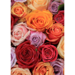 Obraz na płótnie 50 x 70 cm Róże