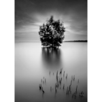 Obraz na płótnie 50 x 70 cm Drzewo jezioro