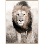 Obraz w drewnianej ramie 30 x 40 cm Lew