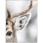 Obraz w drewnianej ramie 30 x 40 cm Jeleń