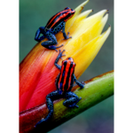 Obraz na płótnie 50 x 70 cm Żabki