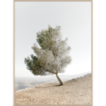 Obraz w drewnianej ramie 30 x 40 cm Drzewo Oliwkowe
