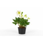 Ciemiernik sr don. 12 cm wys. 20 cm