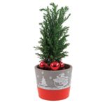 Cyprysik w świątecznej osłonce PADA ŚNIEG wys. 15 cm don. 12 cm