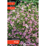 Gipsóka Pink kapers I