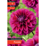 Dalia Decorative Purple kapers II