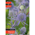 Mikołajek Planum kapers I