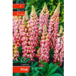 Łubin Pink kapers I