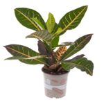 Kroton wys. 45 cm don. 14 cm