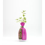 Krzewuszka w balocie wys. 35 cm