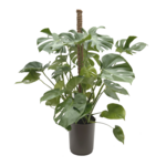 Monstera deliciosa na pniu wys. 100 cm don. 25 cm