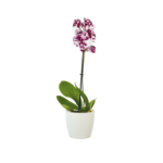 Phalaenopsis 1-pędowy mix wys. 55 cm don. 12 cm bez osłonki