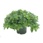 Oregano wys. 40 cm don. 15 cm