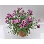 Goździk mix wys. 25 cm don. 12 cm