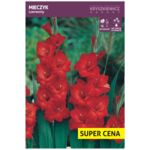 Cebula kwiatowa Mieczyk czerwony luz 14 - 16 cm