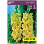 Cebula kwiatowa Mieczyk żółty luz 14 - 16 cm