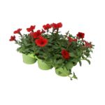 Surfinia 6-pak wys. 25 cm don. 6 x 9 cm