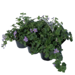 Bacopa 6-pak don. 9 cm