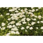 Tawuła japońska mix odmian wys. 20-30 cm don. 19 cm