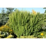 Berberys mix odmian kolumnowych wys. 30-40 cm don. 21 cm