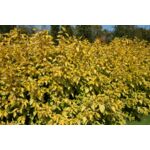 Dereń biały mix odmian wys. 40-60 cm don. 21 cm