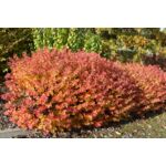 Tawuła brzozolistna mix odmian wys. 20-30 cm don. 19 cm